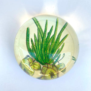 John Derian Domed Paperweight – Cactus