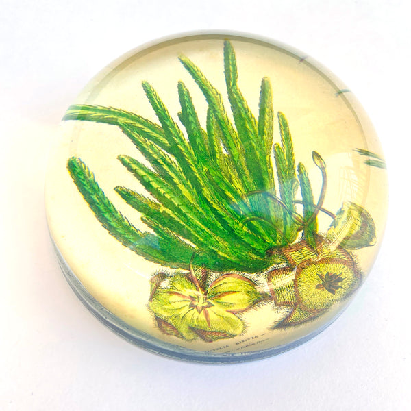 John Derian Domed Paperweight – Cactus
