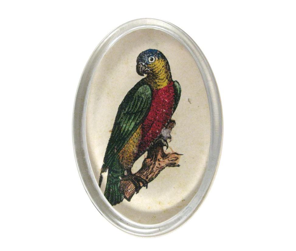 John Derian Oval Paperweight – Macaw