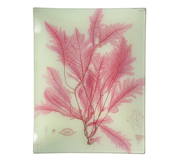 John Derian 10" x 13" Tray - #42 Seaweed