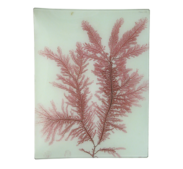 John Derian 10" x 13" Tray - #22 Seaweed